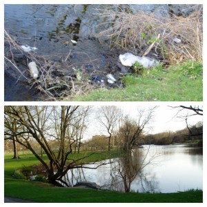 DAY 42 Branch Brook Pond Before and After JC 04