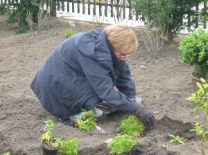 DAY 5 Volunteer Planting at Conservancy
